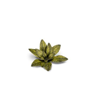 Laser Plants - Dumb Cane 1
