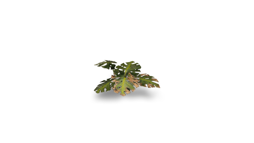 Laser Plants - Monstera 4