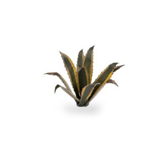 Laser Plants - Agave 1