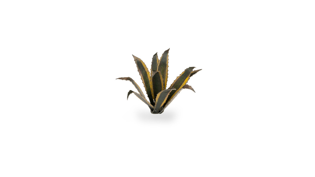 Laser Plants - Agave 1