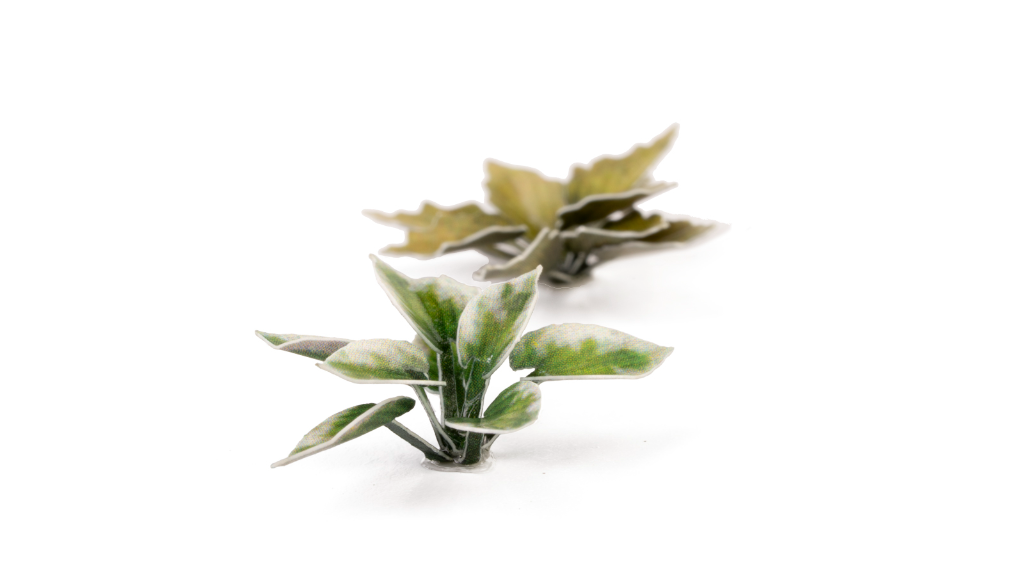 Laser Plants - Plantain Lily 2