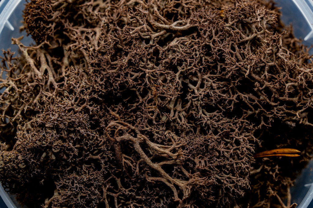 Deadwood Hedge Basing Material 3