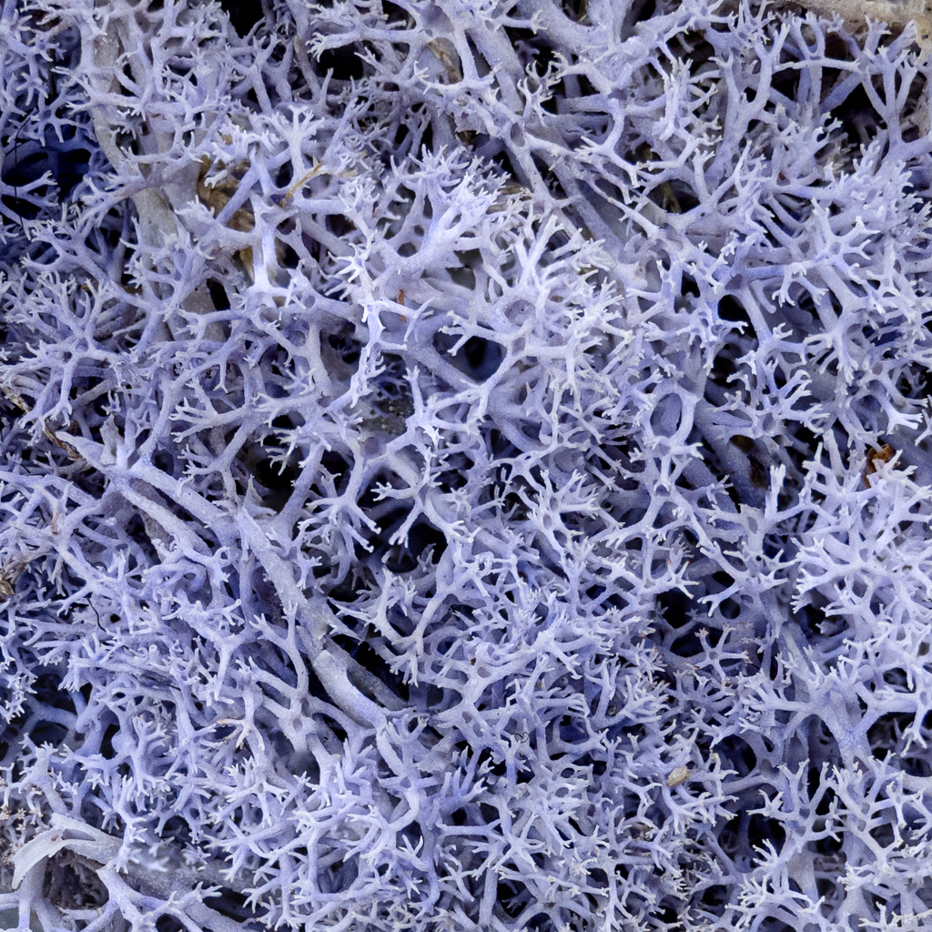 Lavender Hedge Basing Material 2